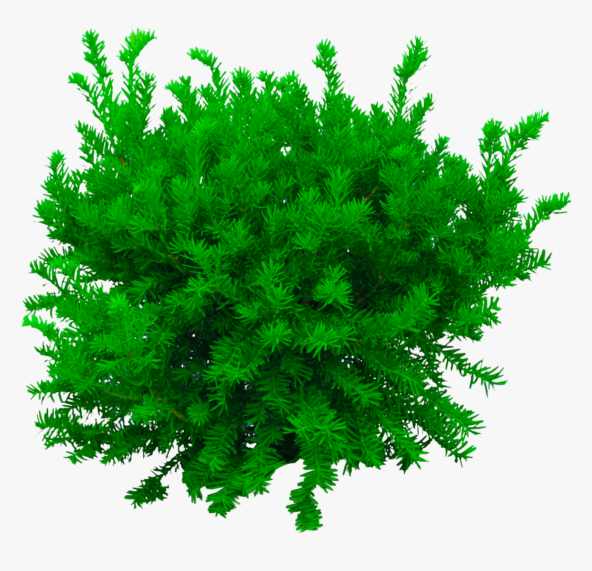 Tree Png, Photoshop Editing Png, Cb Edits Png, New, Transparent Png, Free Download