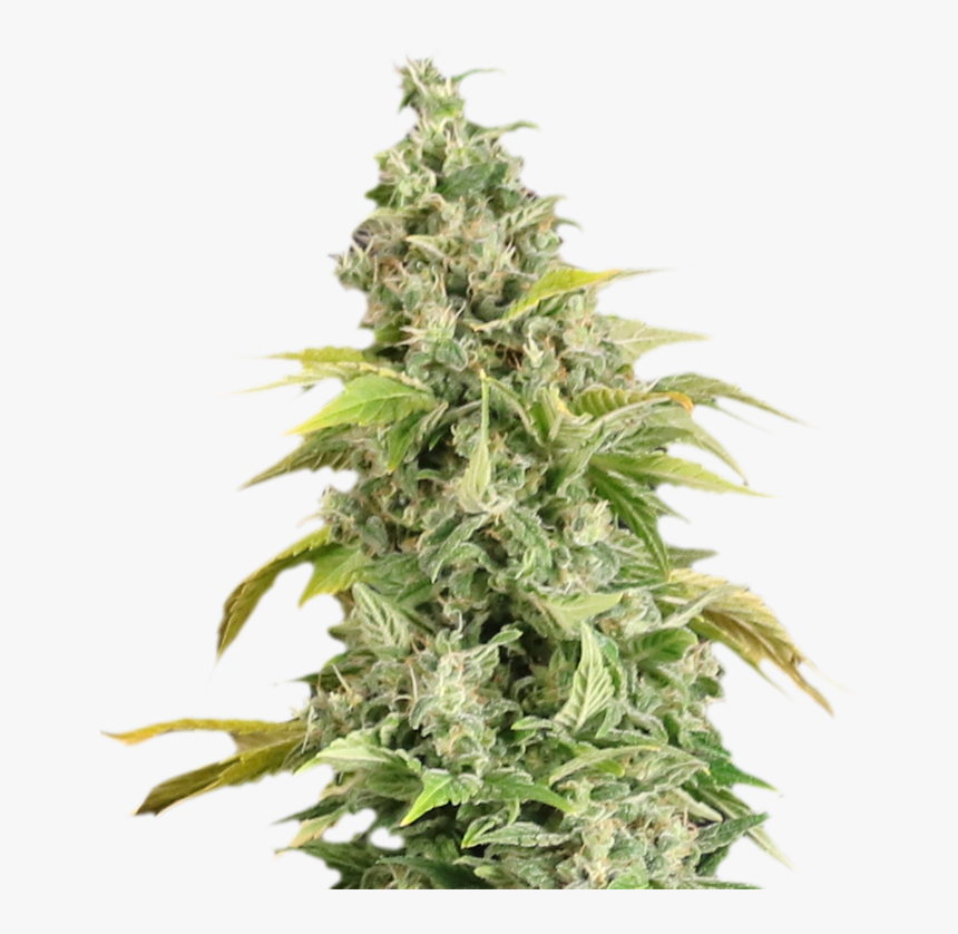 Apex Seeds - Semillas De Marihuanas Exterior, HD Png Download, Free Download