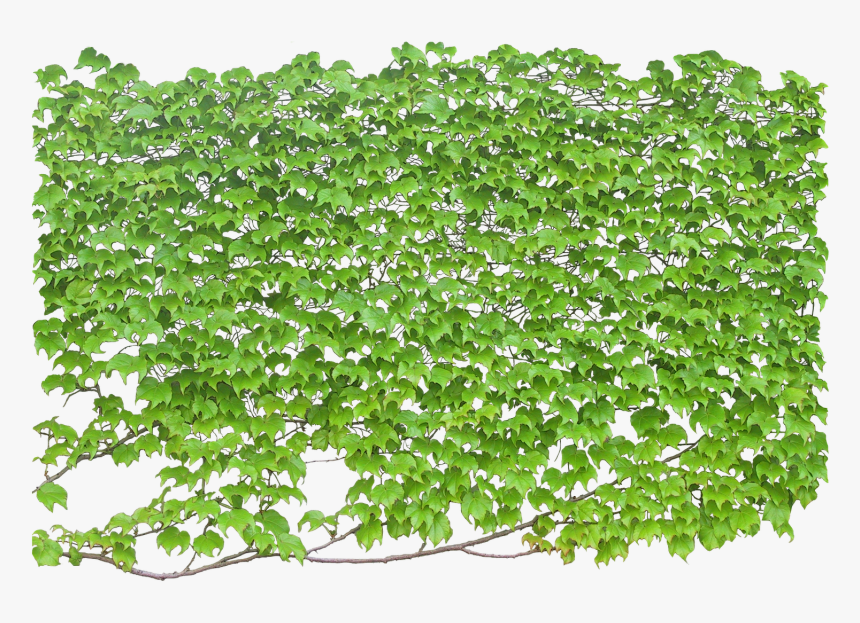 Green Wall Texture Png - Wall Climbing Plant Png, Transparent Png, Free Download