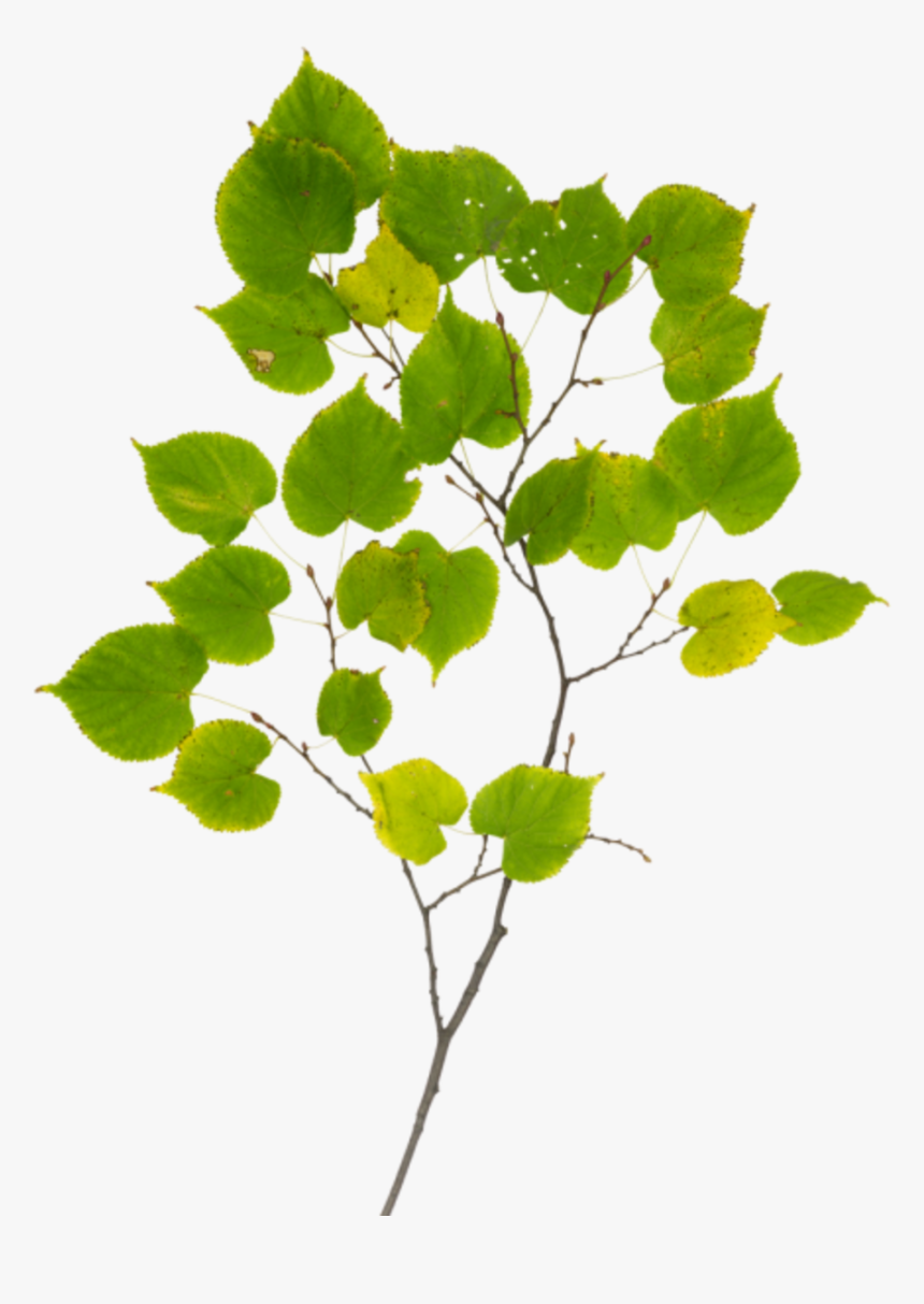 Tree Branch Texture Png, Transparent Png, Free Download