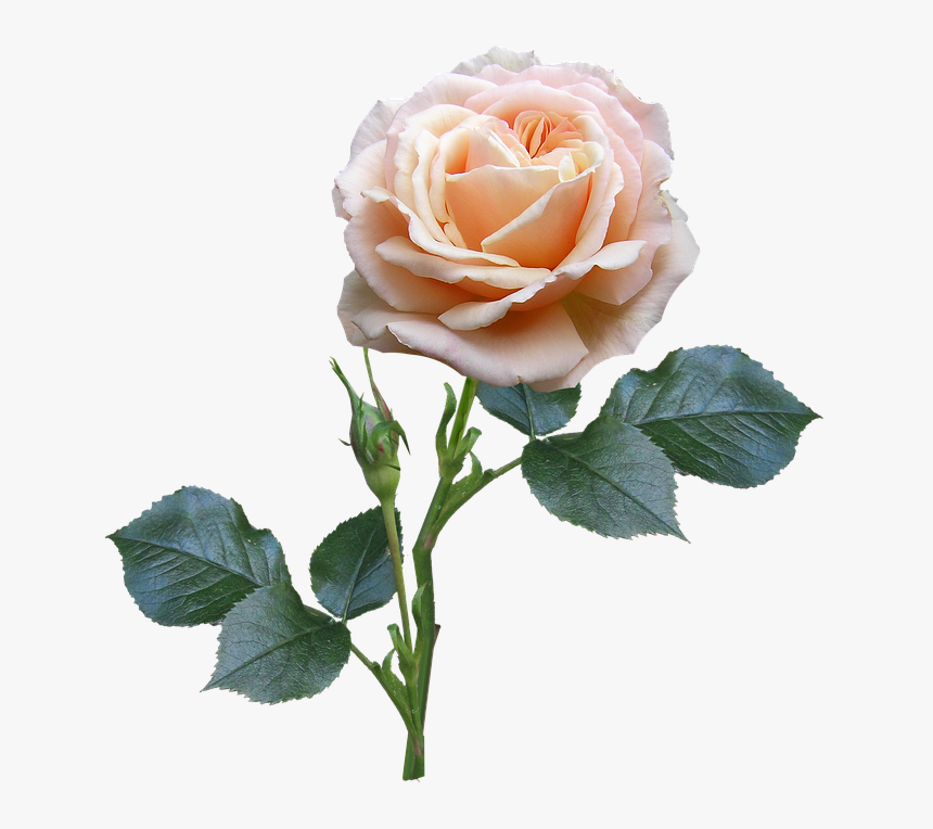 Rose, Stem, Leaves, Bud - Rose Stem And Leaves, HD Png Download, Free Download