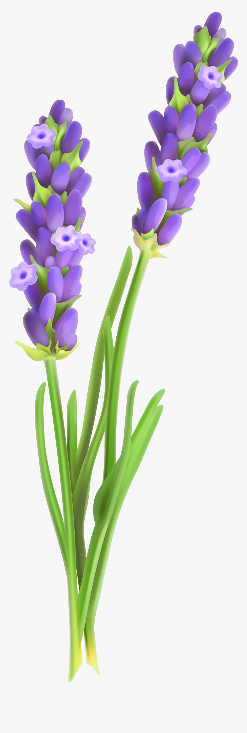 Lavander Png Image Gallery - Clipart Lavender Flowers Lavender Transparent Background, Png Download, Free Download