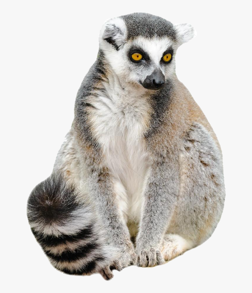 Lemur Png Free Pic - Lemur With White Background, Transparent Png, Free Download