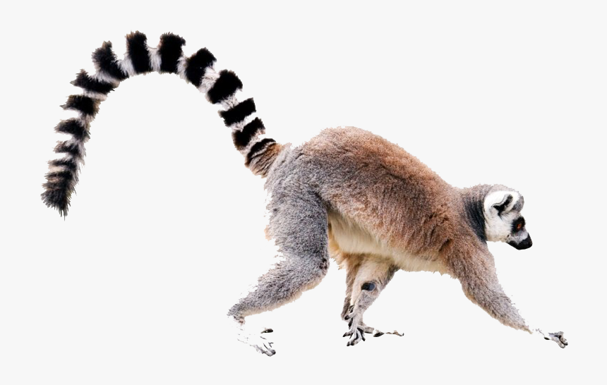 Lemur Tail Transparent File - Ring Tailed Lemur White Background, HD Png Download, Free Download