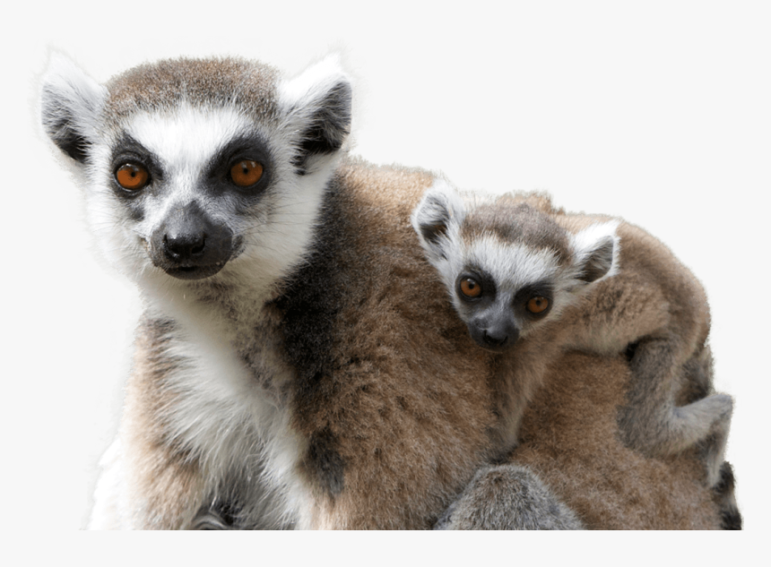 National Zoo And Aquarium Animals, HD Png Download, Free Download