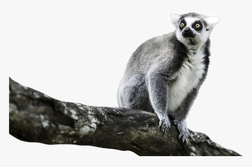 Lemur Png Image File - Madagascar Cat, Transparent Png, Free Download