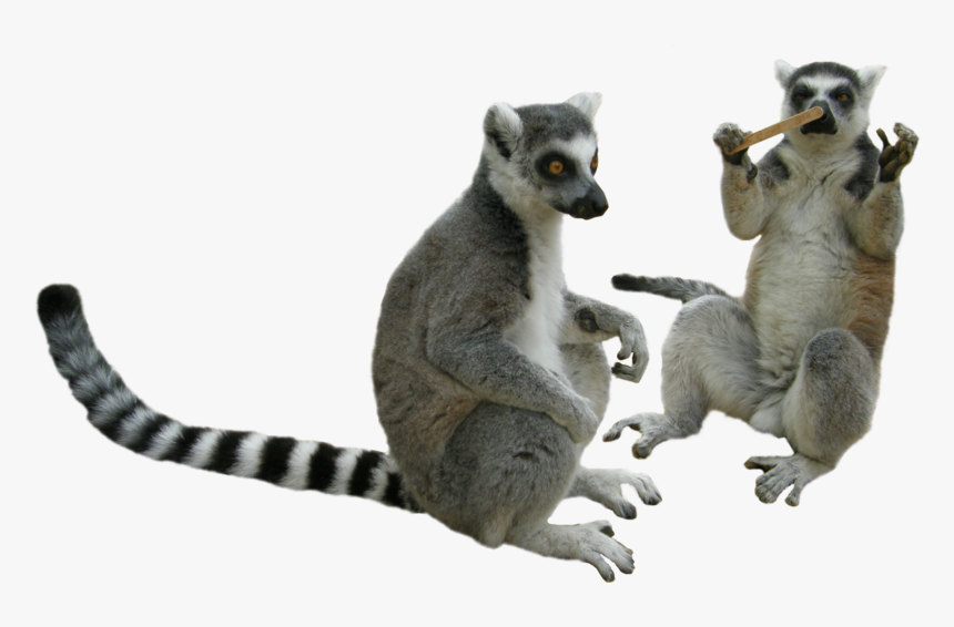 Background Transparent Lemur - Lemur Transparent Background, HD Png Download, Free Download