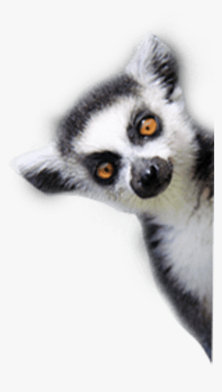 #lemur #animal #side #freetoedit - Lemur Png, Transparent Png, Free Download