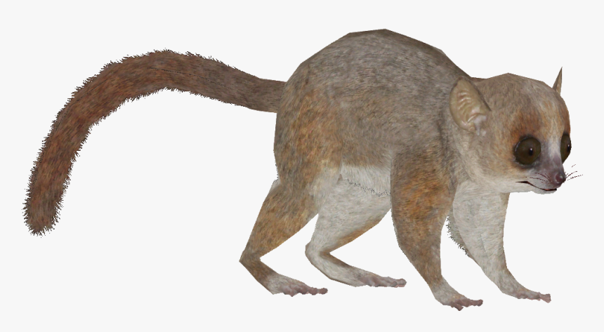 Grey Mouse Lemur - Kangaroo, HD Png Download, Free Download