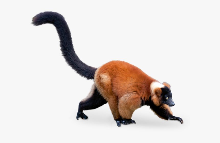 Red Ruffed Lemur White Background, HD Png Download, Free Download