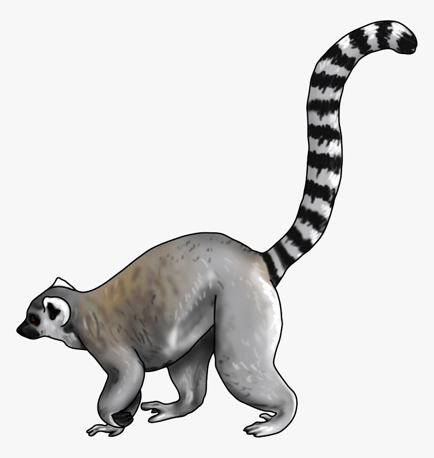 Lemur Png - Drawing Of A Ring Tailed Lemur, Transparent Png, Free Download