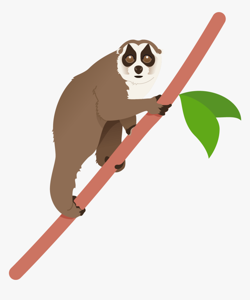 Transparent Lemur Png - Illustration, Png Download, Free Download