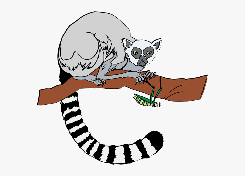 Lemur Clipart - Ring Tailed Lemur Clipart, HD Png Download, Free Download