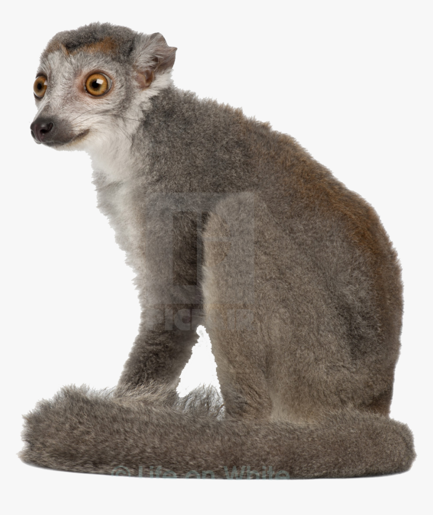 Lemur Png Transparent Image - Monkey, Png Download, Free Download