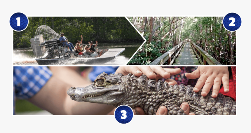 A Florida Everglades Airboat Tour Featuring A Boardwalk - American Alligator, HD Png Download, Free Download