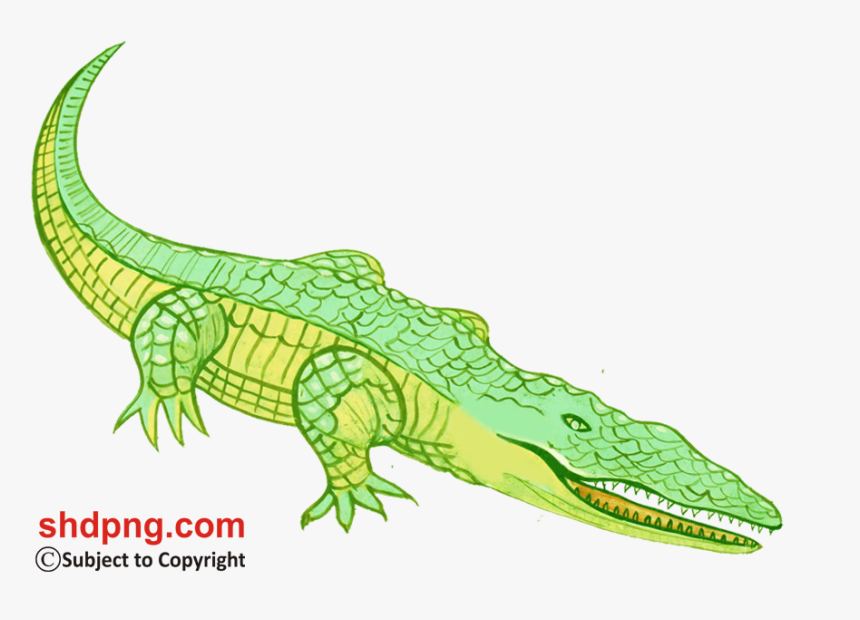American Crocodile, HD Png Download, Free Download