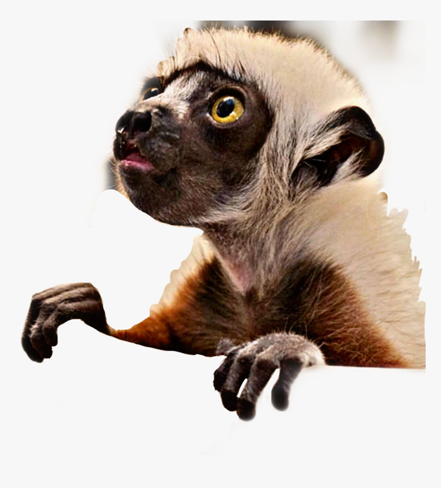 Baby Lemur Animal Cute Furry Curious Freetoedit - Nature's Miracle Babies Ep 4, HD Png Download, Free Download