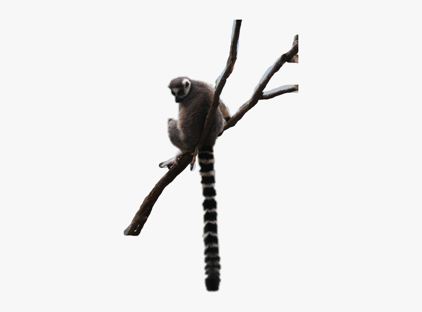 #lemur #zoo #ringtailedlemur #bronxzoo #freetoedit - Sifaka, HD Png Download, Free Download