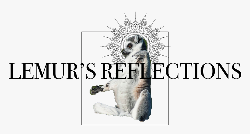 Lemur Png, Transparent Png, Free Download