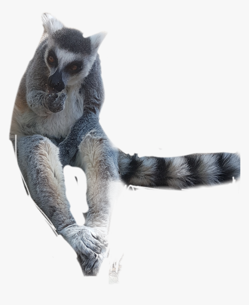 #lemur - Fox Squirrel, HD Png Download, Free Download