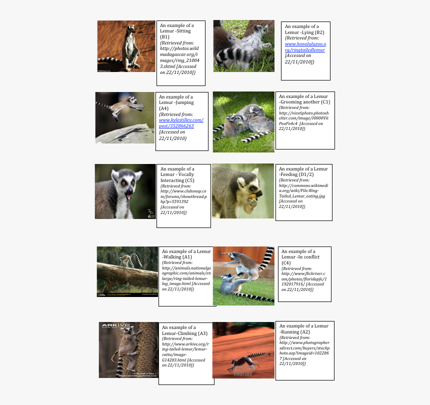 Lemur Png, Transparent Png, Free Download
