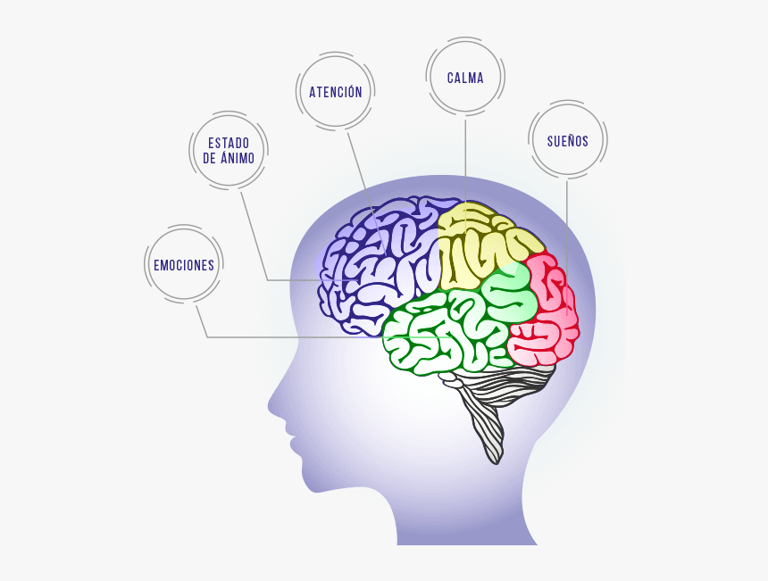 Brain project. Голубой мозг. Проект человеческий мозг. Осцилляция мозга. Колебания мозга.