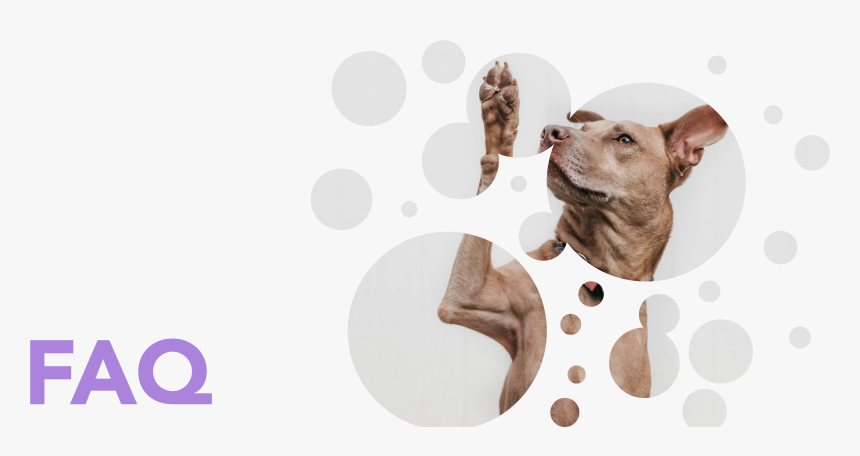 Faq - Companion Dog, HD Png Download, Free Download