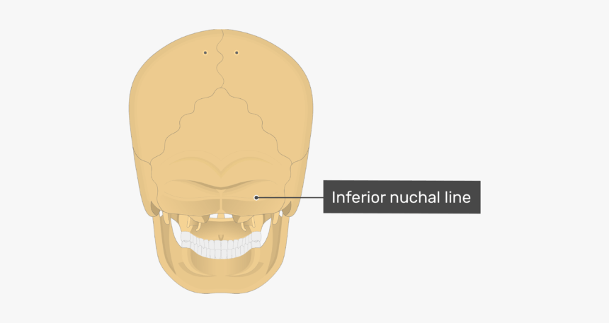 Posterior View Of The Inferior Nuchal Line Of The Skull - Nuchal Line Skull, HD Png Download, Free Download