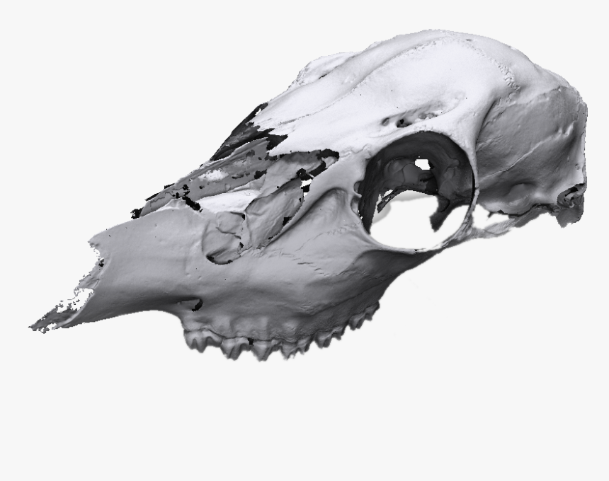 Animal Skull Scan - Skull, HD Png Download, Free Download