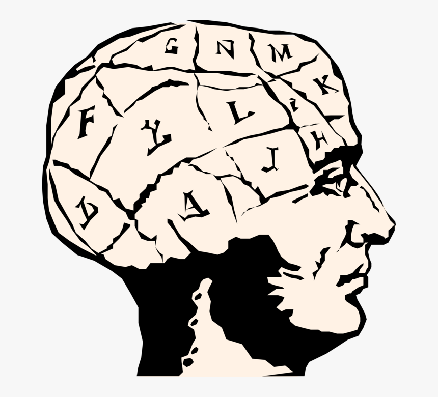 Vector Illustration Of Phrenological Chart Maps The - Brain Clipart, HD Png Download, Free Download