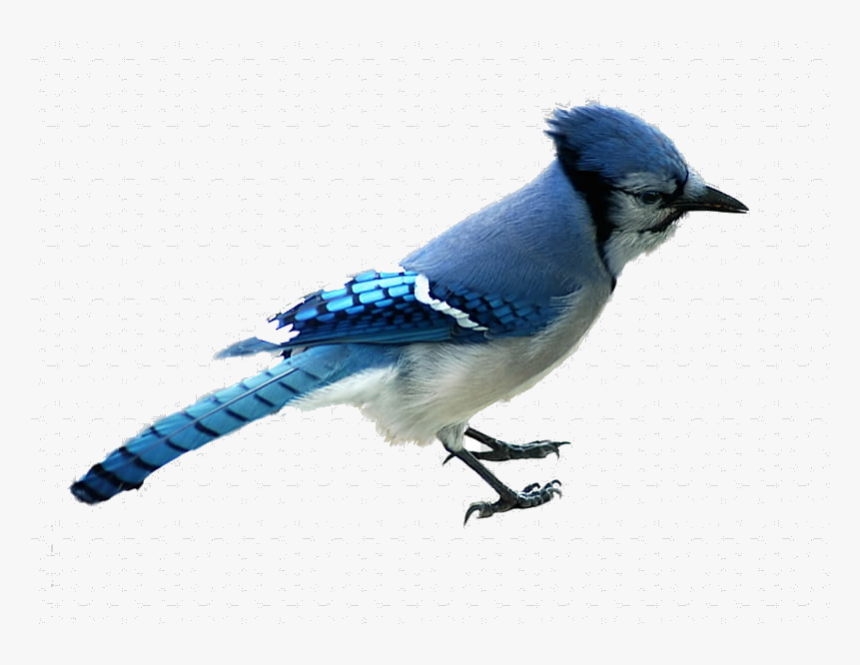 Blue Jay Animals Northern Bird Graphic Transparent - Blue Jay Transparent Background, HD Png Download, Free Download