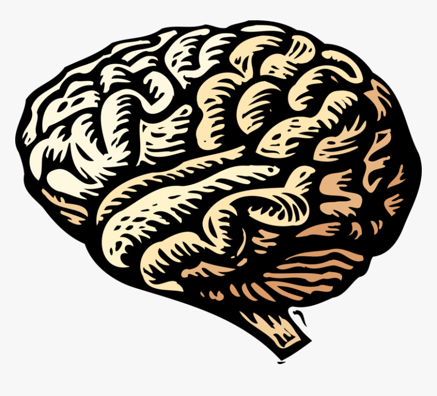 Vector Illustration Of Human Brain Organ Serves As - Brain Fight Or Flight Response, HD Png Download, Free Download