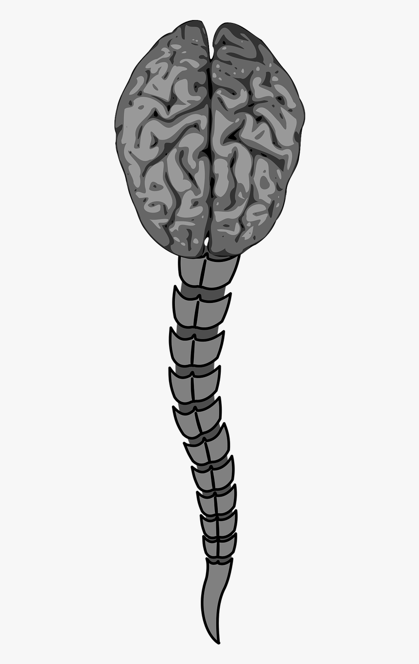 Brain Columna Vertebral Narrow Free Photo - Grey Brain Clipart, HD Png Download, Free Download