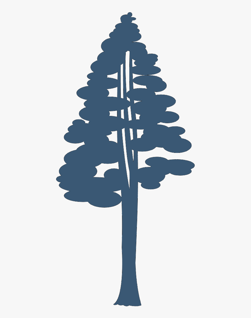 Coast Redwood Giant Sequoia Drawing Silhouette Clip - Sequoia Tree Silhouette Png, Transparent Png, Free Download