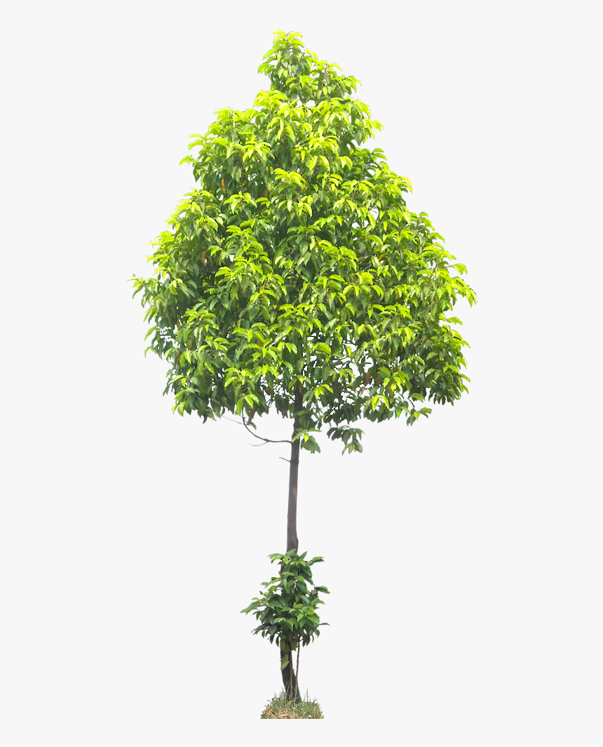 Tree Cut Out, Different Types, Photoshop, Landscaping - Spanish Cherry Png, Transparent Png, Free Download