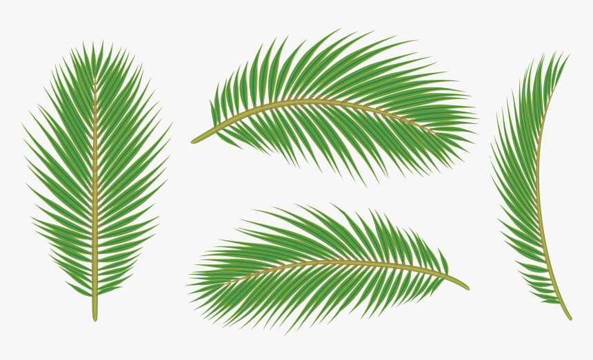 Palm Leaves Png - Transparent Background Palm Leaves Png, Png Download, Free Download