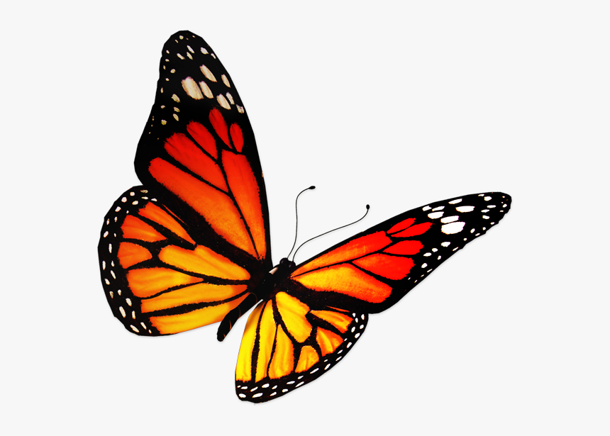 Transparent Real Butterfly Png - Dessin De Papillon Couleur, Png Download, Free Download