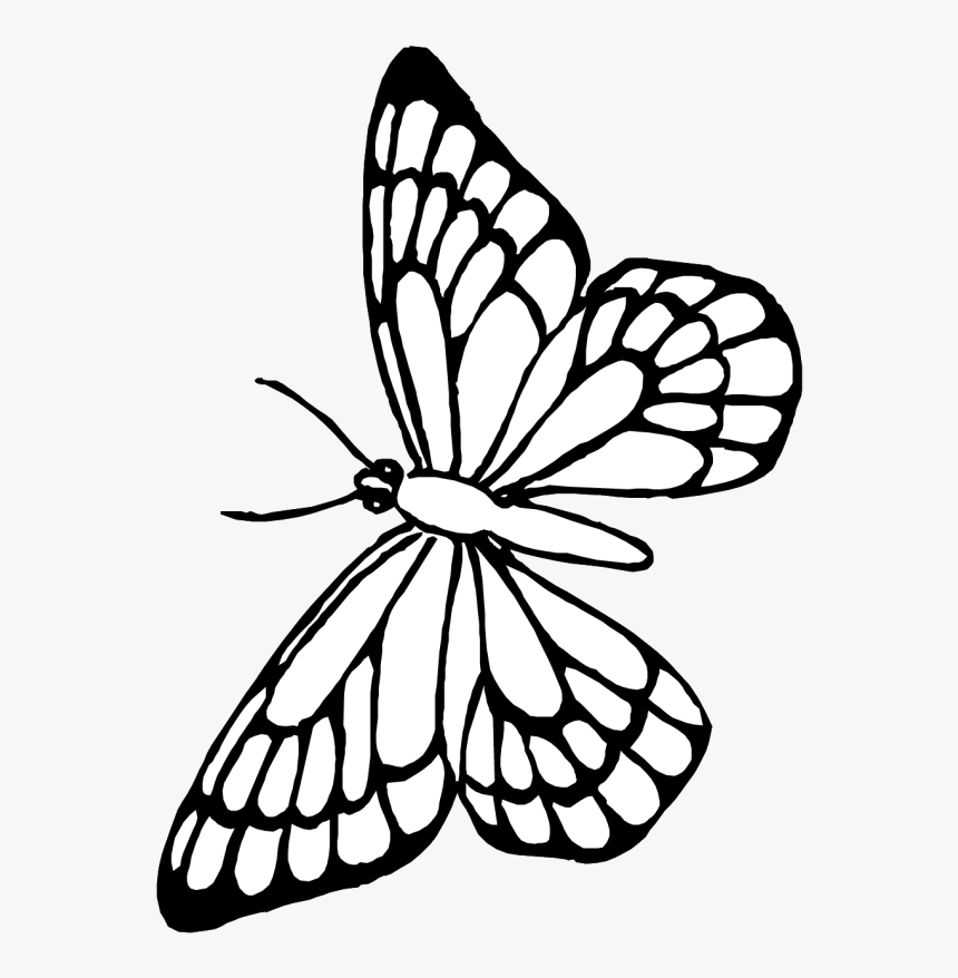 Transparent Butterfly Outline Clipart - Free Printable Butterfly Coloring Pages, HD Png Download, Free Download