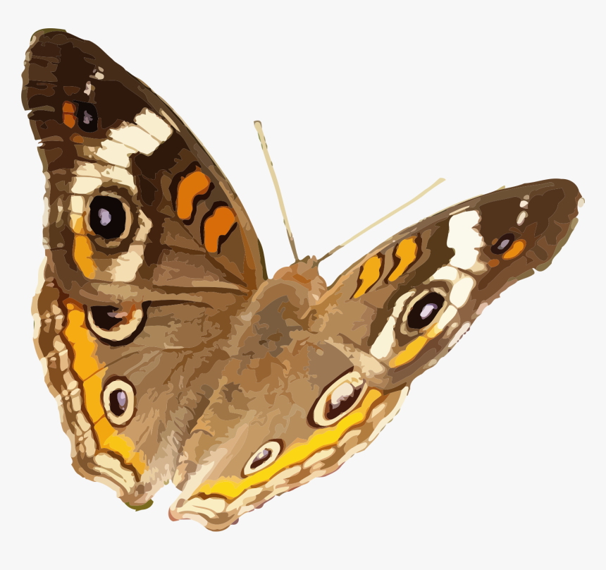 Junonia Coenia Png, Transparent Png, Free Download