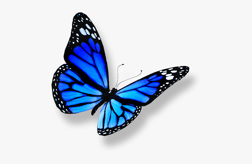 Dessin De Papillon Couleur, HD Png Download, Free Download