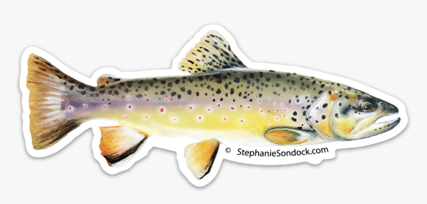 Products Stephanie Sondock Brown - Brown Trout, HD Png Download, Free Download