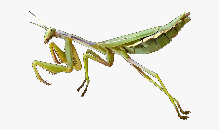 Mantis Png, Transparent Png, Free Download