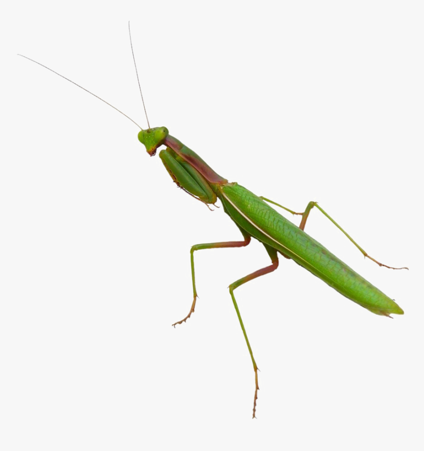 Mantis Png Image - Praying Mantis Png, Transparent Png, Free Download