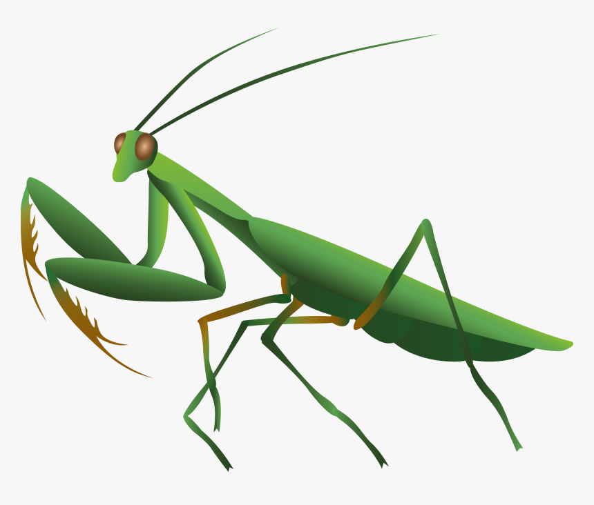 Mantis Png - Mantis Transparent, Png Download, Free Download