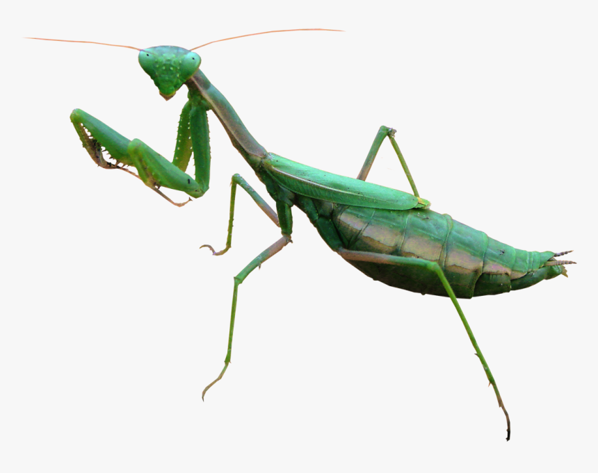 Mantis Png, Transparent Png, Free Download