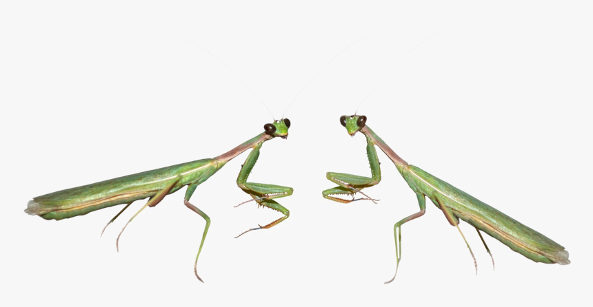 Mantis Png File - Clipart Praying Mantis, Transparent Png, Free Download