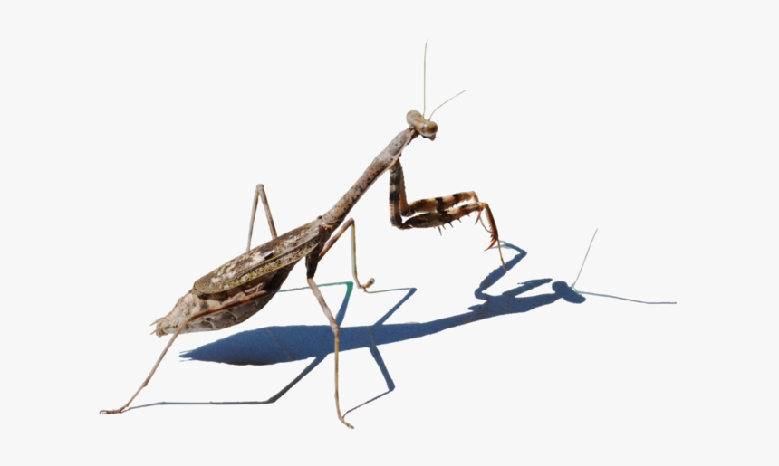 Mantis Png Picture - Praying Mantis Transparent, Png Download, Free Download