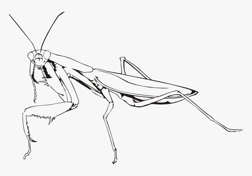 Mantis Png - Praying Mantis Drawing Easy, Transparent Png, Free Download