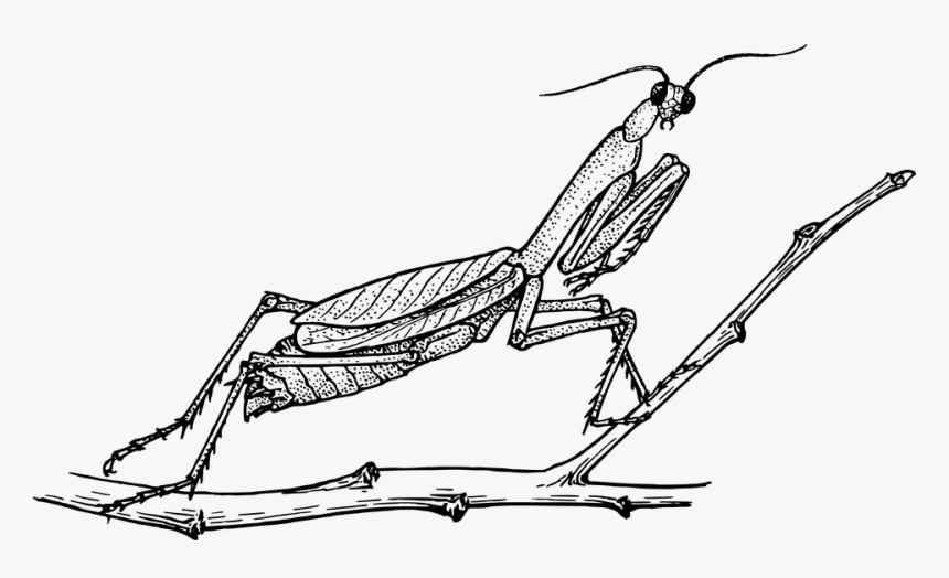 Mantis, Praying Mantis, Animal, Biology, Entomology - Praying Mantis Black And White, HD Png Download, Free Download