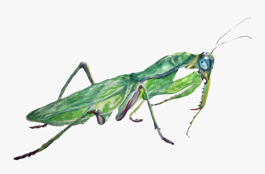 Mantis Png Photos - Mantidae, Transparent Png, Free Download